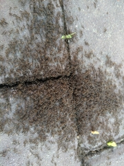 Tetramorium indocile