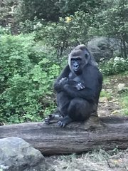 Gorilla gorilla