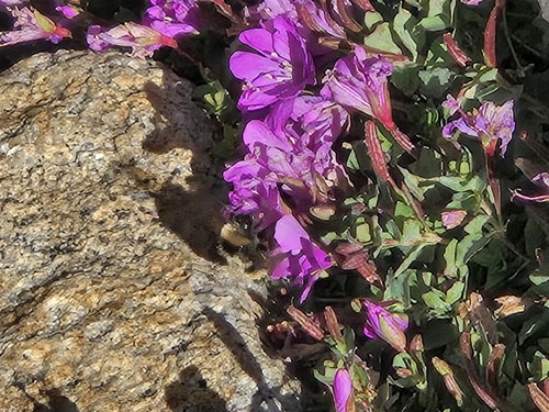 iNaturalist observation photo of Bumble Bees