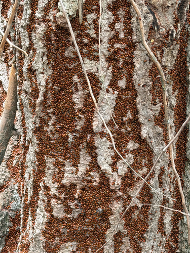 iNaturalist observation photo of Common Lady Beetles