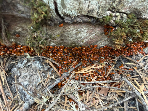iNaturalist observation photo of Convergent Lady Beetle