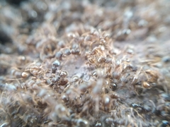 Tetramorium indocile