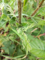 Angiospermae