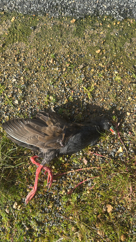 Black-tailed Nativehen