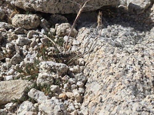 iNaturalist observation photo of Dancing Grasshopper