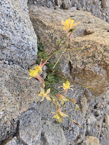 Aquilegia pubescens, photograph 3