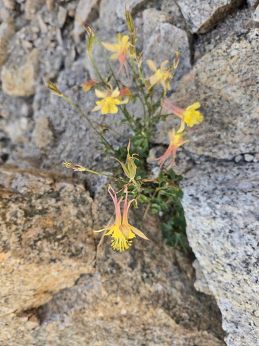 Aquilegia pubescens, photograph 4