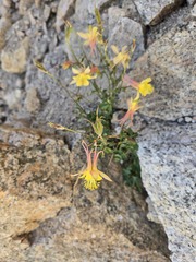 Aquilegia pubescens, photograph (c) Mike Burnett, some rights reserved (CC BY)
