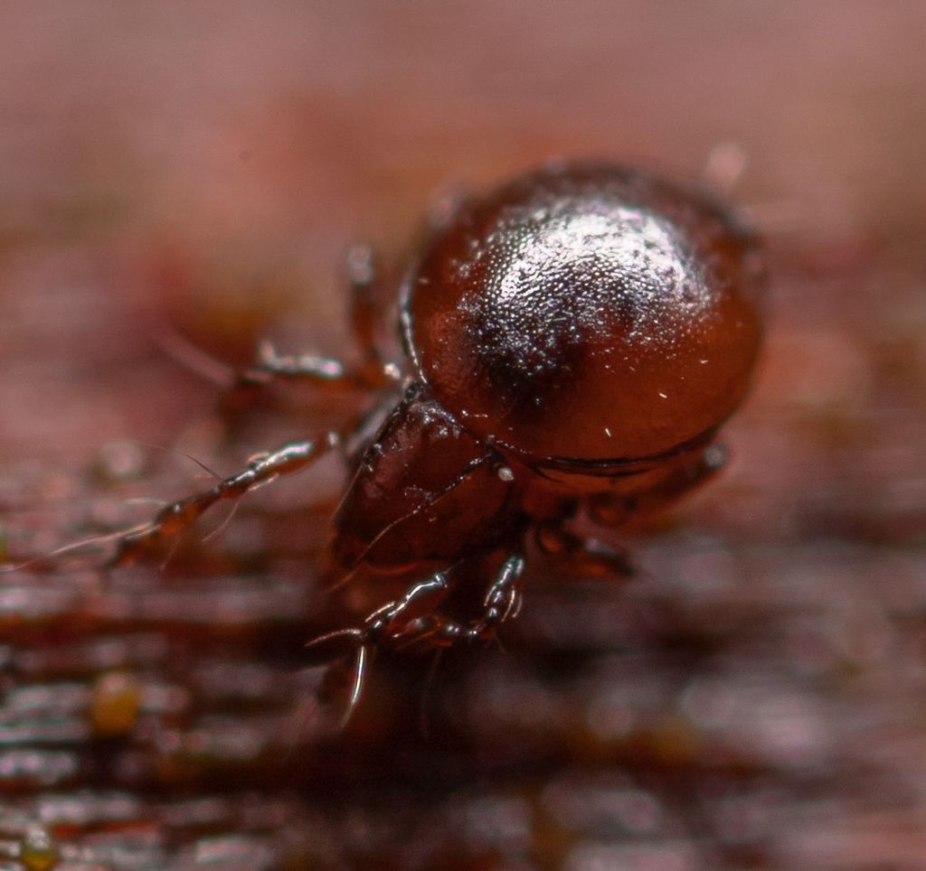 Oribatula
