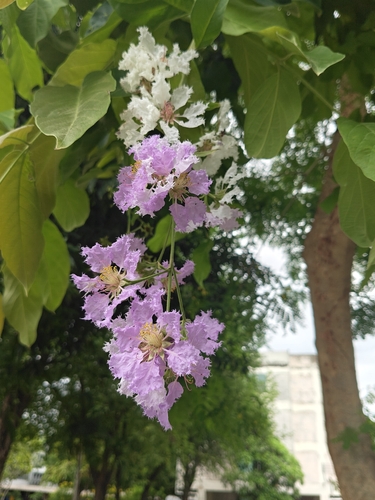 Lagerstroemia loudonii observed 2026-08-11