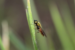 Chloromyia