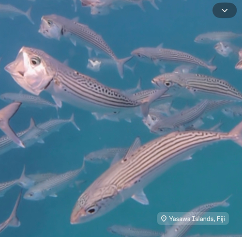 Longjaw Mackerel