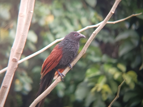 Centropus viridis observed 2026-08-19