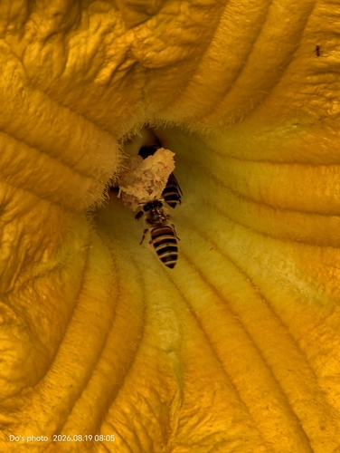 Asian Honey Bee