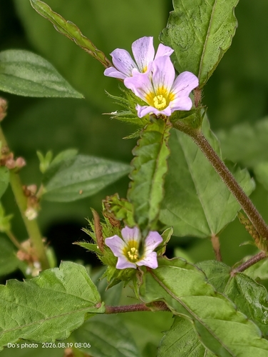 chocolateweed
