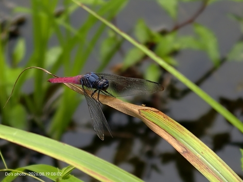 Crimson-tailed Marsh Hawk