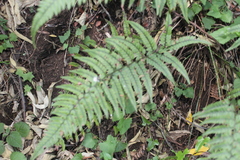 Polystichum luctuosum