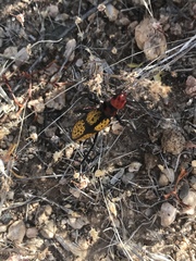 Tegrodera aloga