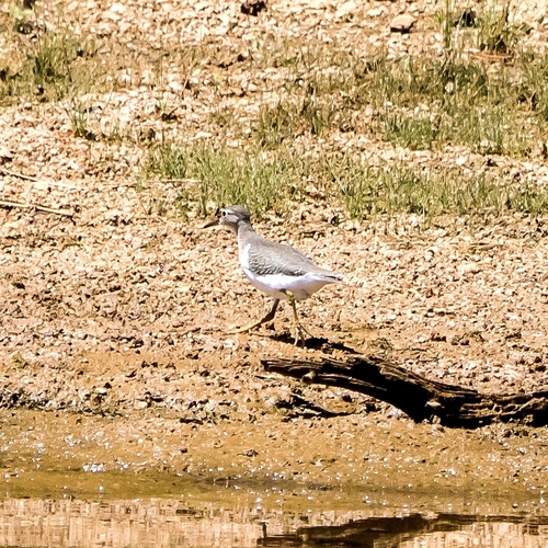 Spotted Sandpiper