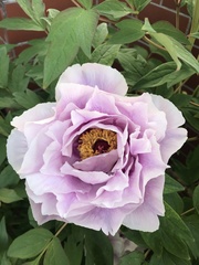 Paeonia × suffruticosa