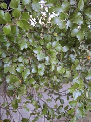 Nothofagus menziesii, photograph author not stated, no rights reserved