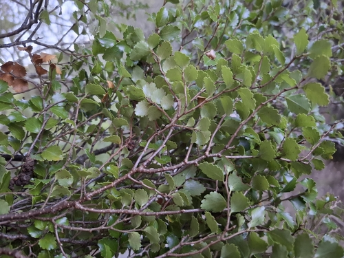 Nothofagus menziesii, photograph 4