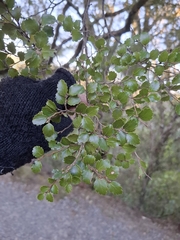 Nothofagus menziesii, photograph author not stated, no rights reserved