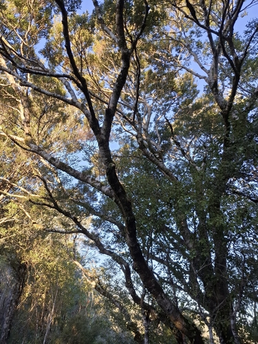 Nothofagus menziesii, photograph 6