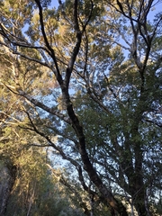 Nothofagus menziesii, photograph author not stated, no rights reserved