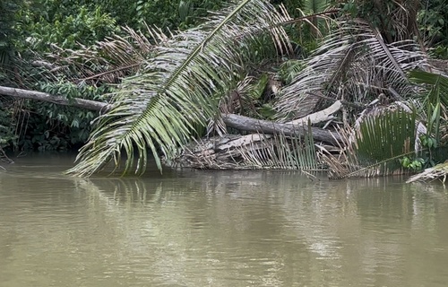 American Crocodile
