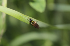 Chloromyia formosa