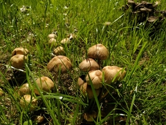 Coprinellus micaceus