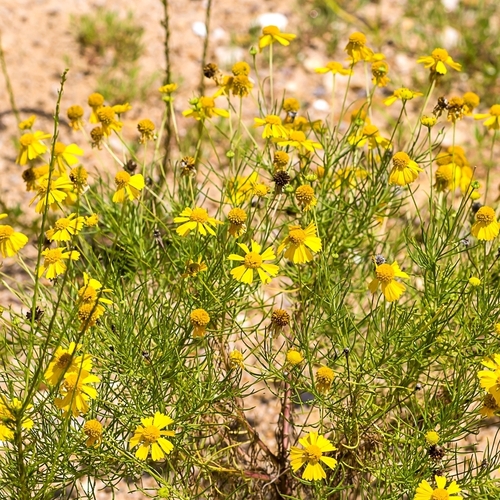 Bitterweed