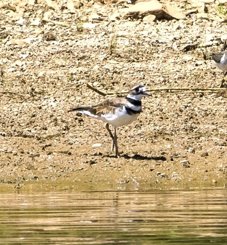 Killdeer