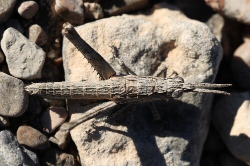 Clematodes larreae