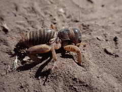 Ammopelmatus pictus