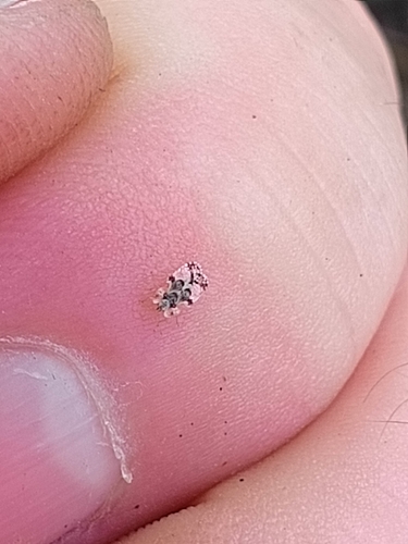 oak lace bug