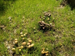 Coprinellus micaceus