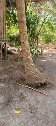 Cocos nucifera