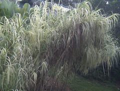 Arundo donax versicolor