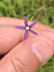 Campanula floridana