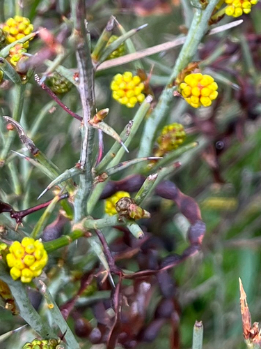 Thorn Wattle