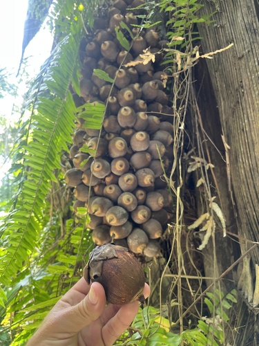 Cohune Palm