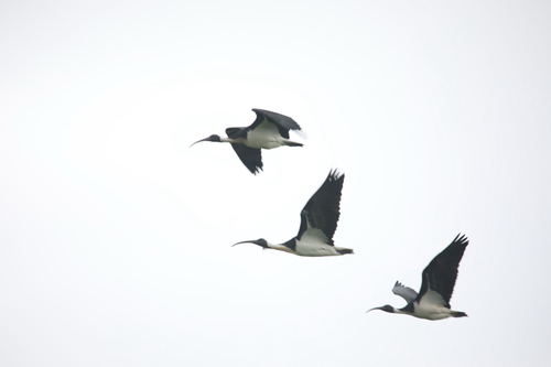 Straw-necked Ibis