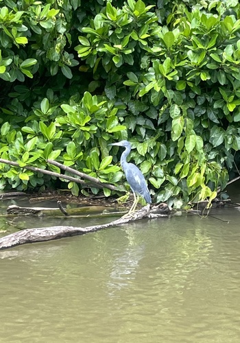Little Blue Heron