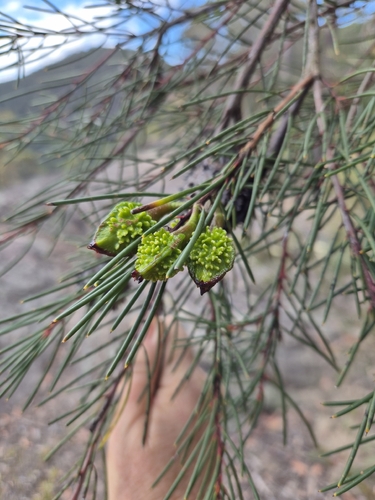 Hakea propinqua, 2026-08-19