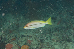 Lutjanus vitta
