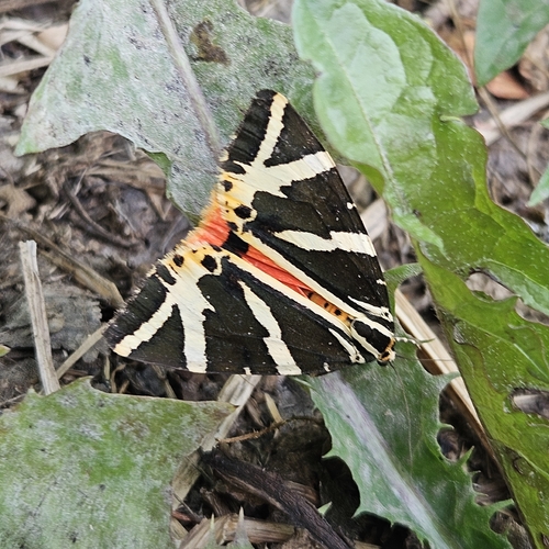 Jersey Tiger