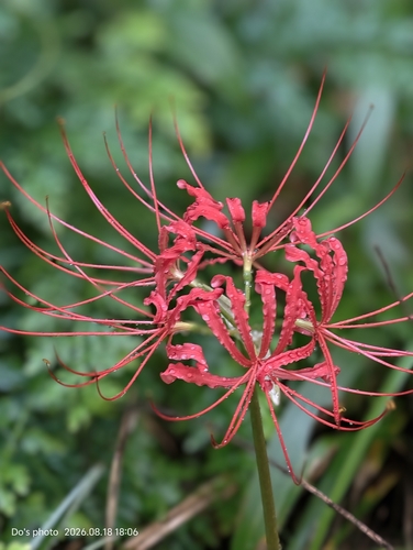 red spider lily