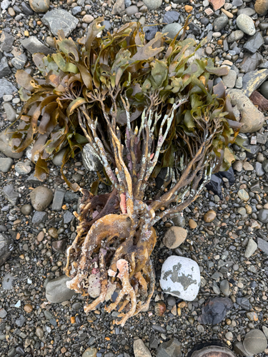Lessonia variegata, 2026-08-18